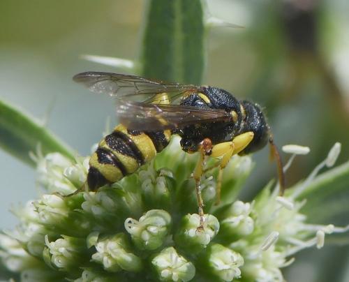 Cerceris sabulosa